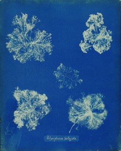 Anna Atkins Photographs of British Algae