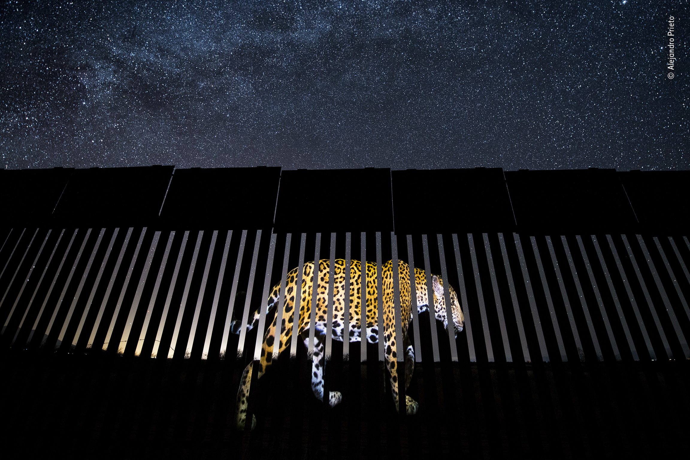 Another barred migrant by Alejandro Prieto, Mexico, Winner 2019, Wildlife Photojournalism: Single Image