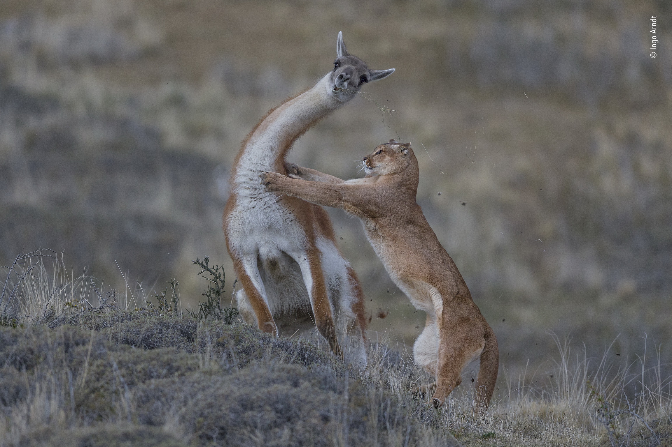 The equal match by Ingo Arndt, Germany Joint Winner 2019, Behaviour: Mammals