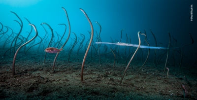 The garden of eels by David Doubilet, USA Winner 2019, Under Water