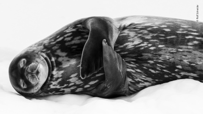 Sleeping like a Weddell by Ralf Schneider, Highly Commended 2019, Black and White
