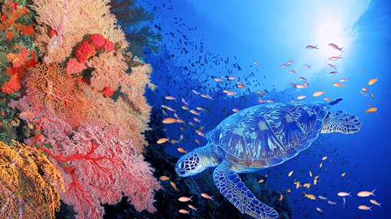 Akiyoshi Ito. I sogni sott’acqua che ci risvegliano