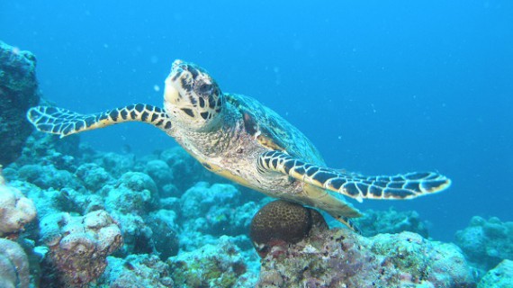 Tutte le gradazioni del turchese tra gli atolli delle Maldive