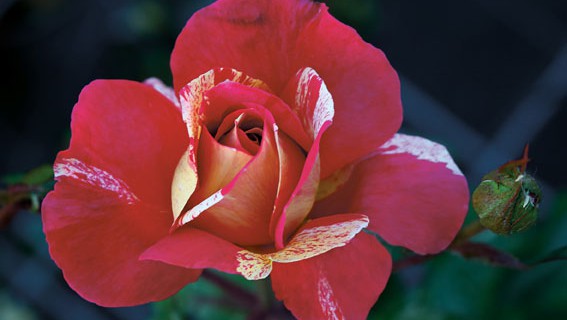 Una rosa è una rosa è una rosa