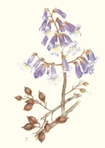 Pittura-Botanica