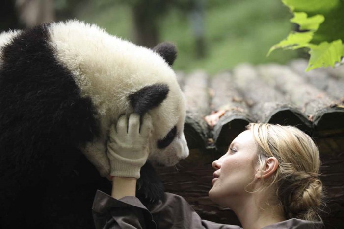 Da YouTube al Cinema, ecco Sneezing Baby Panda
