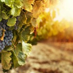 Etna Eatinerante, la serata sui Vini dell’Etna