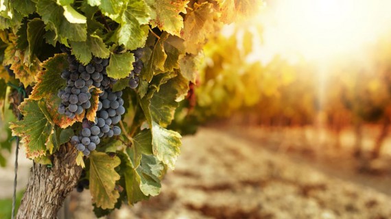 Etna Eatinerante, la serata sui Vini dell’Etna