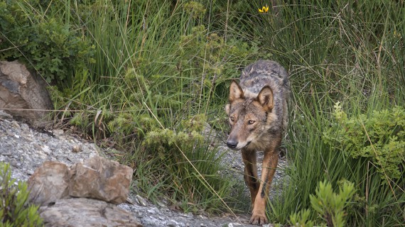 In compagnia dei lupi: intervista al fotografo naturalista Antonio Iannibelli