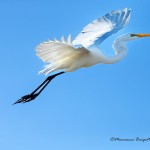 Mare, sabbia, keys e wildlife. A tutta Florida!