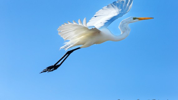 Mare, sabbia, keys e wildlife. A tutta Florida!
