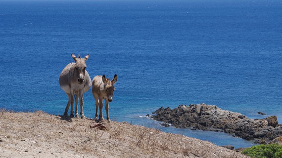 Sardegna tutto l’anno. Nel silenzio incantato dell’Asinara