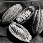 Cacao, il Brasile di Jorge Amado immortalato da Luca Rinaldini