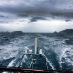 Crossing Routes con Vaquita: andare per mare, un mare “speciale”