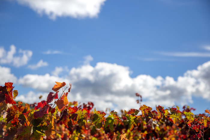 il potere dell'uva creata mani