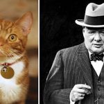 Mondo Gatto: i gatti e i personaggi famosi
