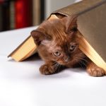 Mondo gatto. La letteratura dei gatti o i gatti nella letteratura?