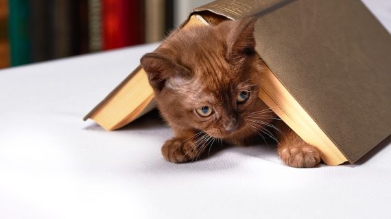 Mondo gatto. La letteratura dei gatti o i gatti nella letteratura?