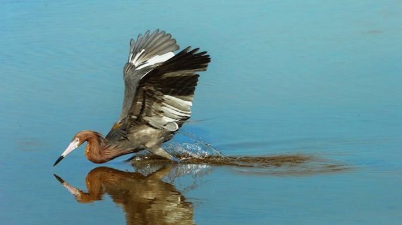 World Water Day 2022 celebra con l’evento AQUAE!