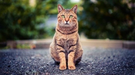 Il gatto: Garfield, lo Stregatto o la dea Bastet