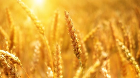 Le spighe d’oro di luglio: ecco 23 proverbi sul grano tutti italiani
