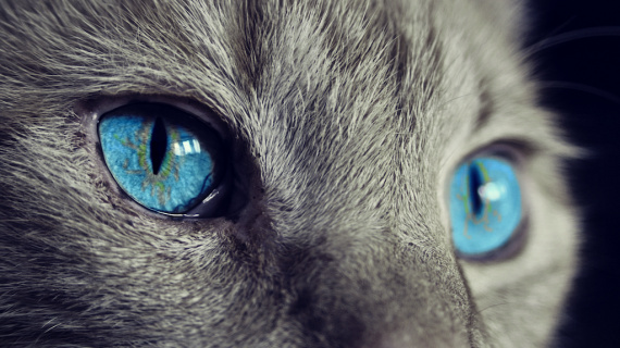 Mondo Gatto: 7 cose da sapere sui gatti che potrebbero stupirvi