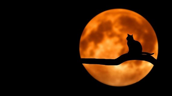 I gatti neri, ovvero un modo di essere