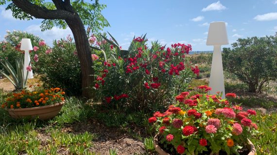 Come abbellire il proprio giardino? Ecco consigli utili per gli amanti del verde