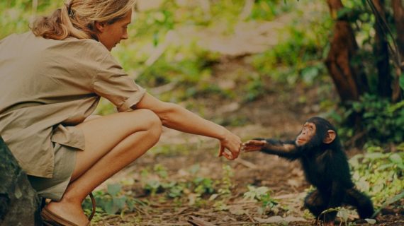Jane Goodall e la tutela dei primati  