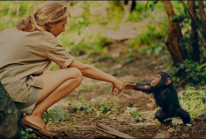 Jane Goodall e la tutela dei primati  