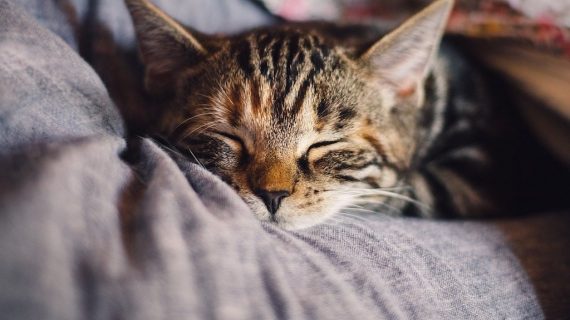 Librerie, regno dei gatti! Il boom della letteratura felina