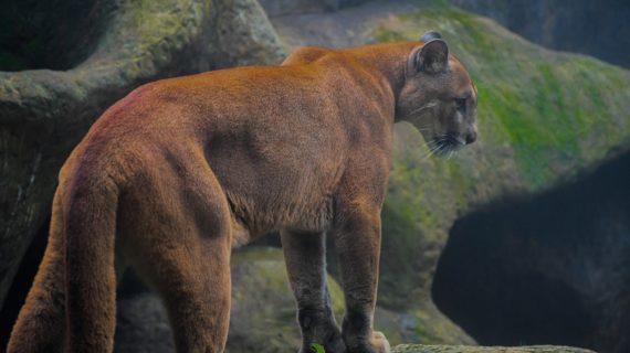 Covid, 1 anno dopo cosa è cambiato? Dal ritorno della natura alla minaccia profetizzata da Bill Gates