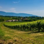 Il vino che cambia: dalle degustazioni allo storyliving, al via una nuova forma di turismo
