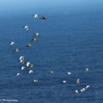 Giornata Mondiale degli Oceani: perché i mari vanno protetti entro il 2030