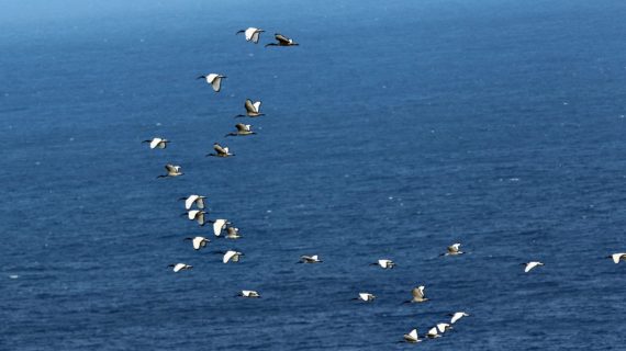 Giornata Mondiale degli Oceani: perché i mari vanno protetti entro il 2030