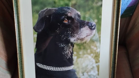 Giornata Mondiale del Cane in ufficio: la storia del cane Filippo