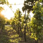 Torna il Malvasia Day delle Lipari: la festa della viticoltura eroica
