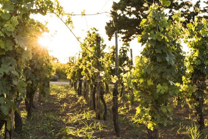 Torna il Malvasia Day delle Lipari: la festa della viticoltura eroica