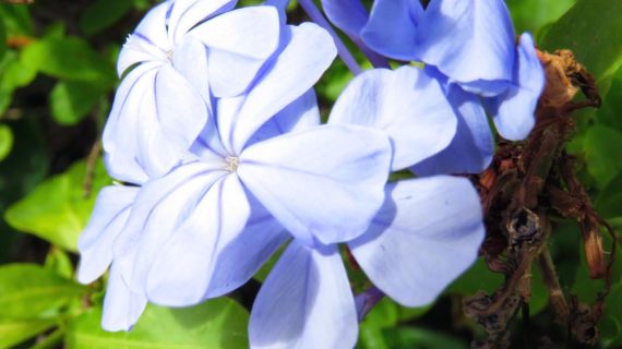 Blue Theraphy e Green Beauty, ecco la beauty routine color al rientro dalle vacanze