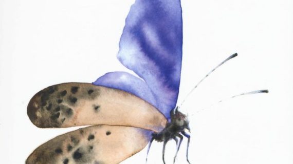 La strategia della bellezza in un viaggio nel mondo degli insetti
