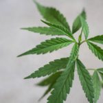 5 errori da non fare quando si entra nel mercato della cannabis light