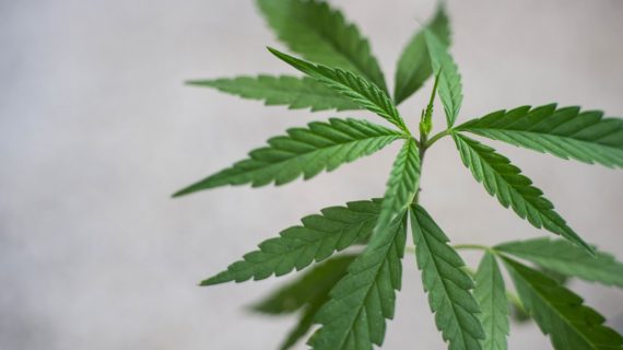 5 errori da non fare quando si entra nel mercato della cannabis light