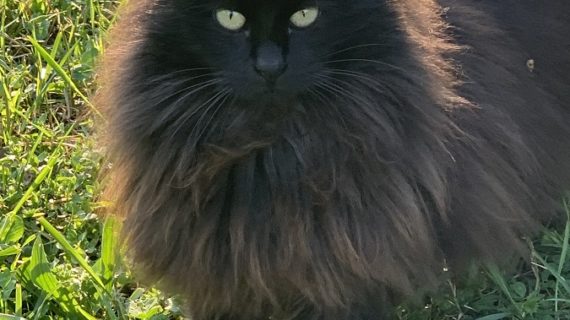 Giornata Internazionale del gatto: Otellallao meravigliao!