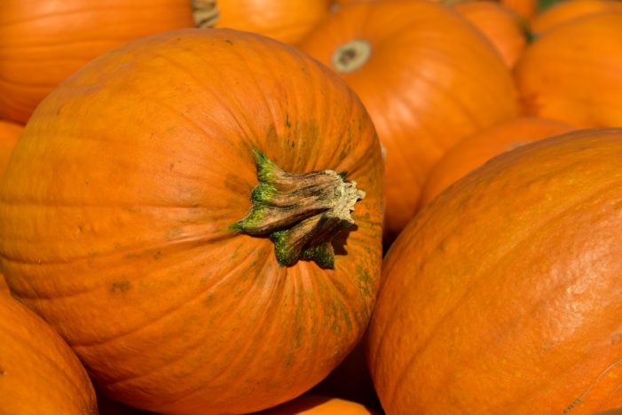 caratteristiche della zucca Ami la zucca? Sapevi che non è una verdura? Scopri la verità!