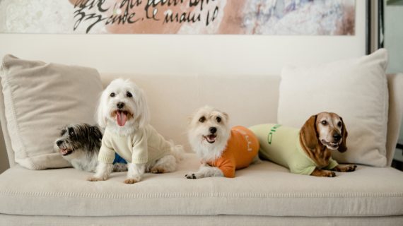 Il regalo perfetto per i nostri amici a quattro zampe. Non solo per la Giornata Internazionale per i Diritti degli Animali