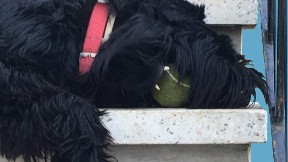 Carlo: un cane da ufficio in presenza e non da remoto