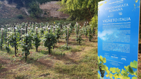 Vendemmiata Romana: le vigne, i colori e i pensieri