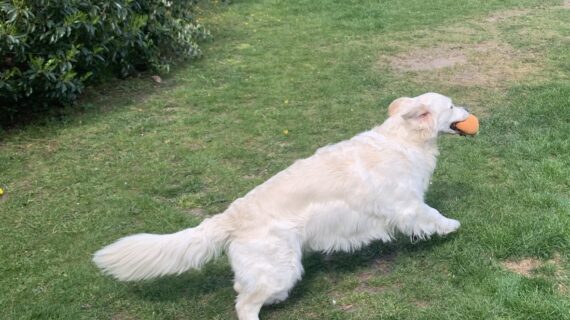 Quando e come lavare il cane? Lo shampoo a secco può essere una valida alternativa