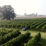 Folicello, tutto il buono dell’uva!