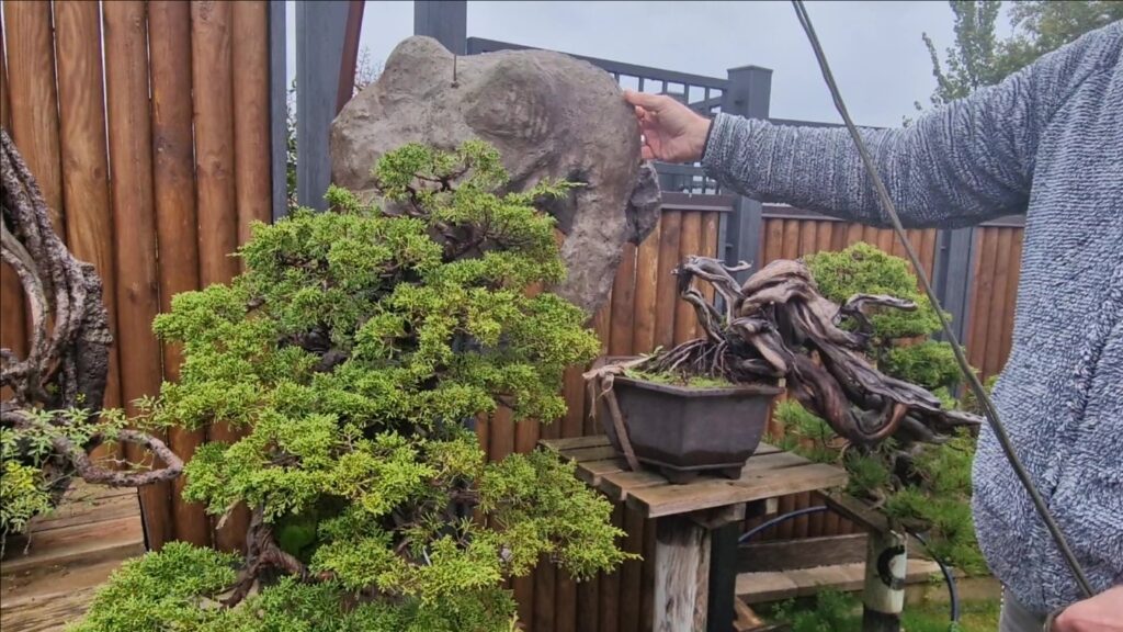 Sandro Segneri scultura bonsai